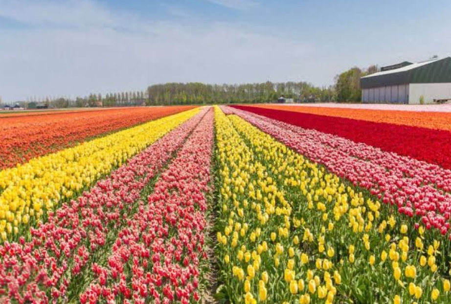 Asia’s largest Tulip Garden;1.7 million flowers to be showcased from, check full details here 