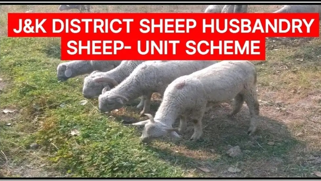 J&k District Sheep Husbandry Office - Advt. for establishment of Sheep unit- (Scheme) Check details & apply now
